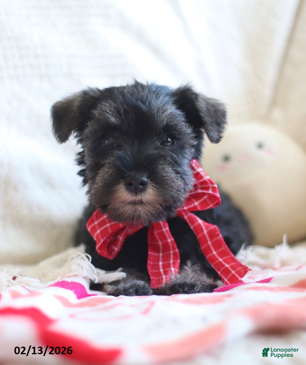 Miniature Schnauzer dogs Shane - Ad 2