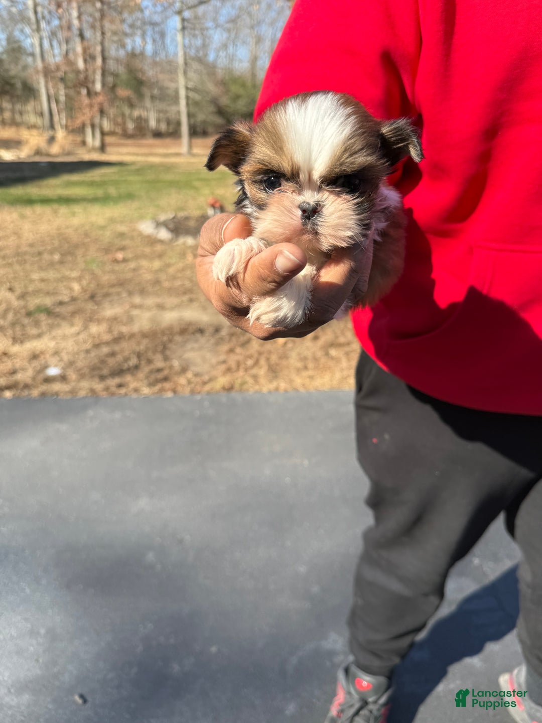 Shihpoo dogs for sale: Shihpoo Puppy 1 - Ad 1