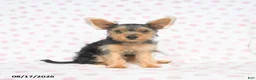 Yorkshire Terrier dogs for sale: Quincy - Ad 5