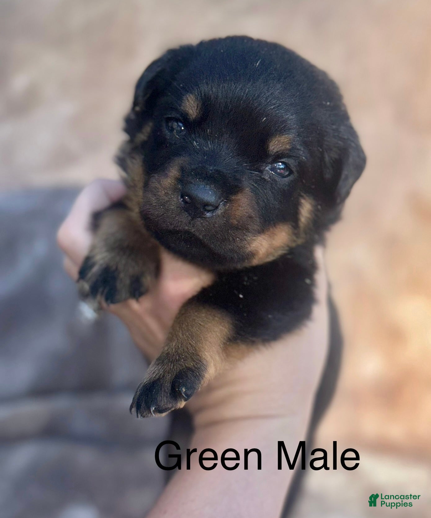 Rottweiler dogs Male - Ad 2