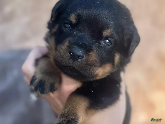 Rottweiler dogs Male - Ad 2
