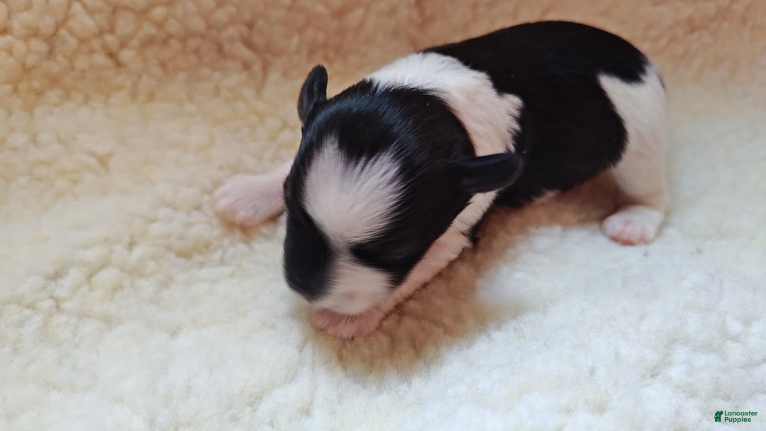 Miniature Schnauzer dogs for sale: Miniature Schnauzer Boy 3 - Ad 3