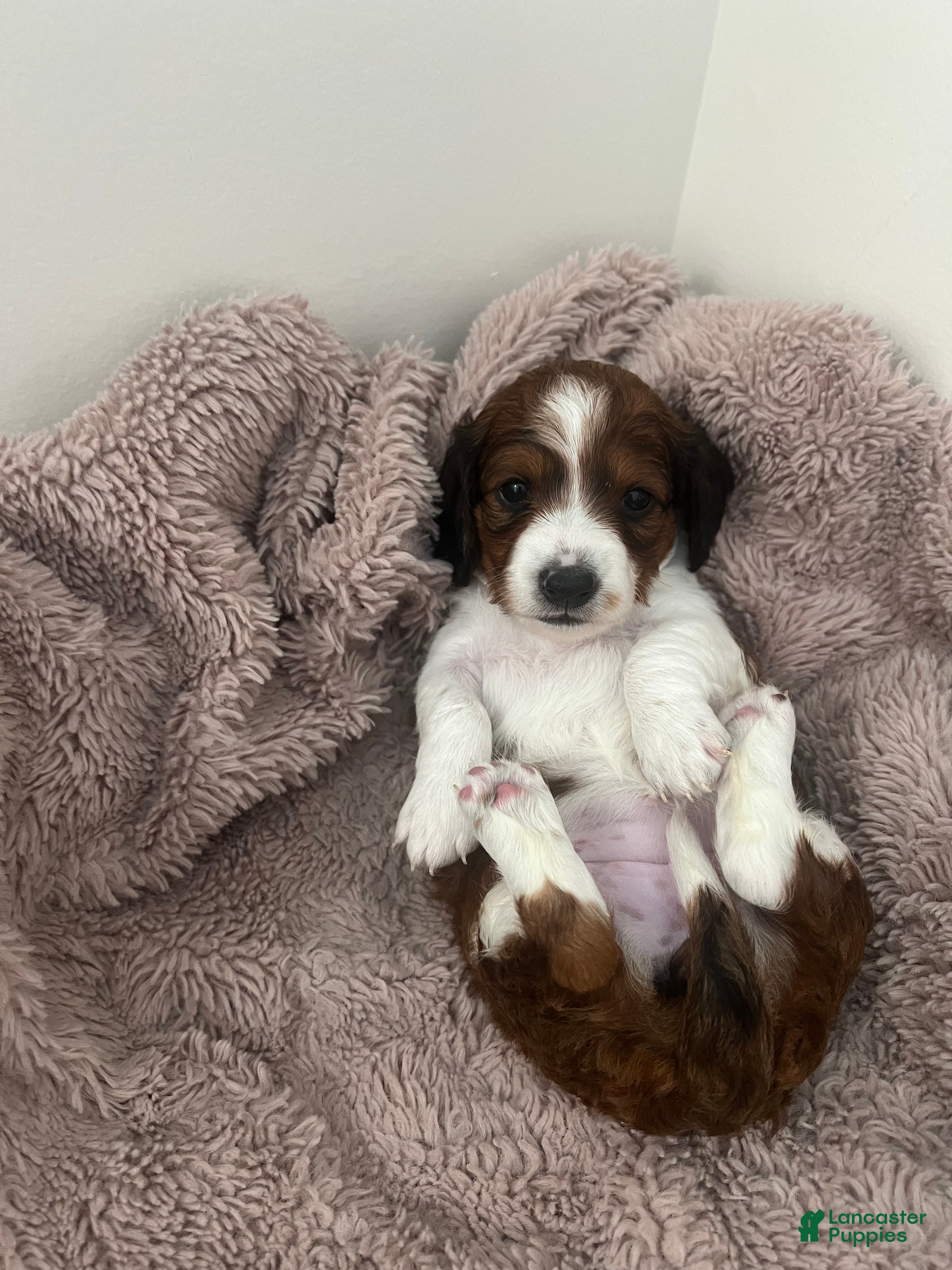 Miniature Dachshund dogs Star - Ad 1