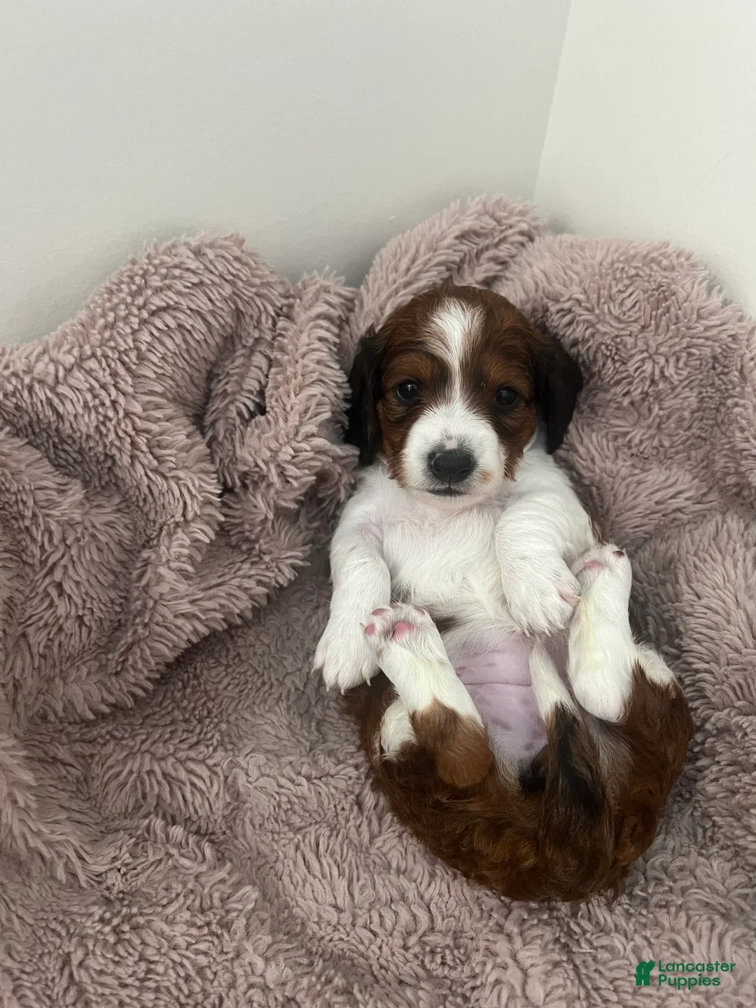 Miniature Dachshund dogs for sale: Star - Ad 1