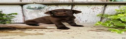 Labrador Retriever dogs for sale: Faith  - Ad 5