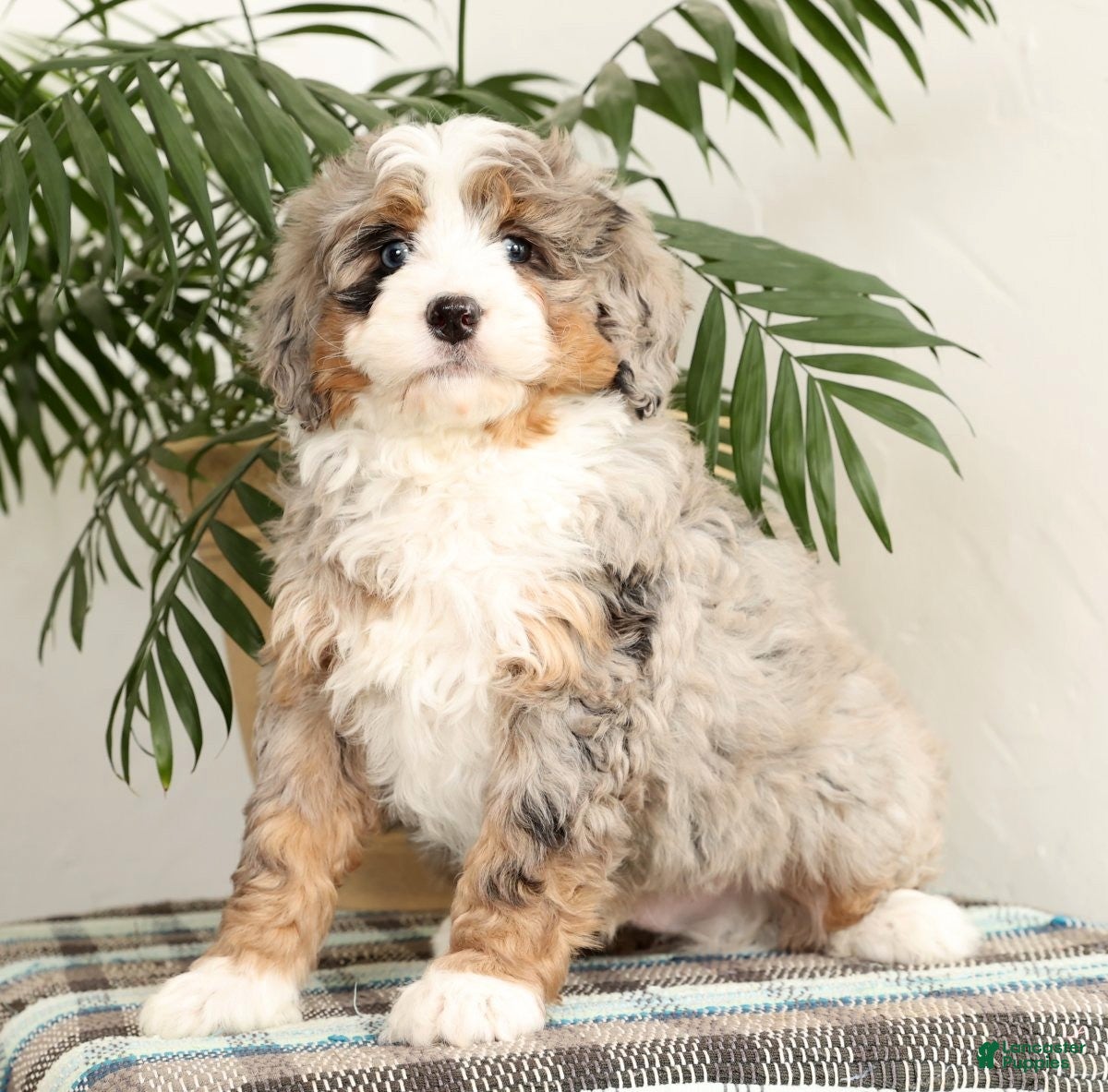 Mini Bernedoodle dogs Snoop - Ad 36