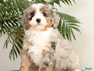 Mini Bernedoodle dogs Snoop - Ad 7