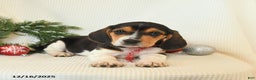 Beagle dogs for sale: Skipper - Ad 3