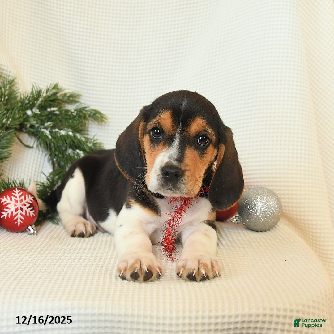 Beagle dogs for sale: Skipper - Ad 3