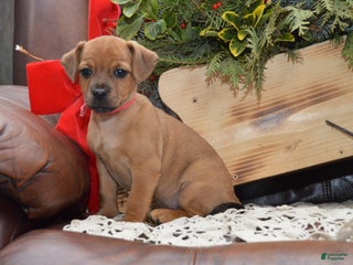 Jug dogs Abby - Ad 8