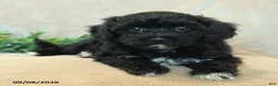 Havapoo dogs for sale: Thumper - Ad 4
