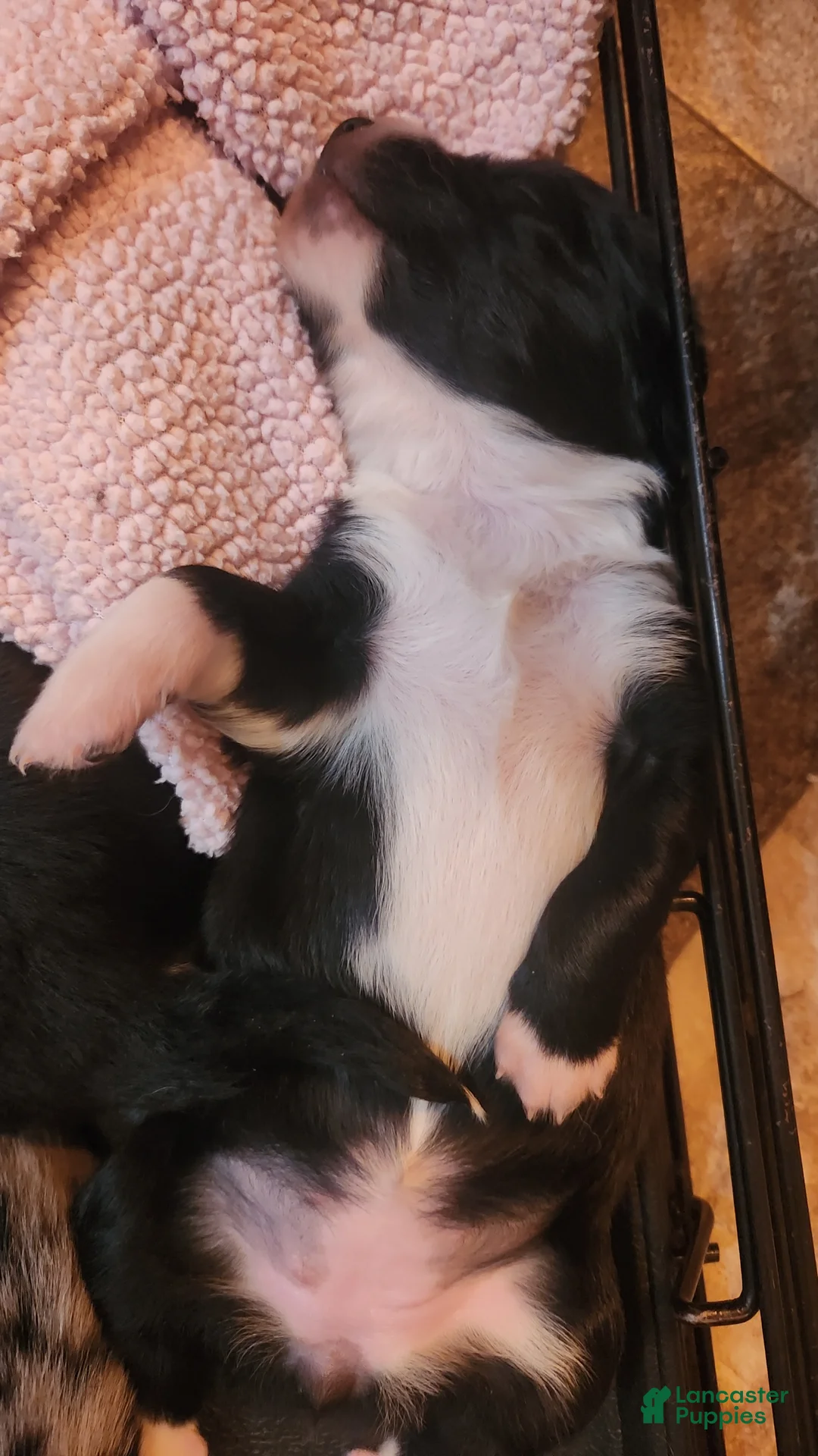 Miniature Australian Shepherd dogs for sale: Miniature Australian Shepherd Puppy 6 - Ad 2