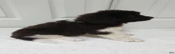 Newfoundland dogs for sale: AKC Izzy - Ad 7
