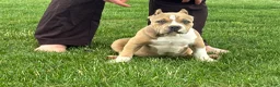 American Bully dogs for sale: Faye - Ad 9