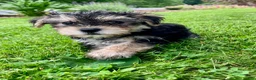 Morkie dogs for sale: Oreo - Ad 4