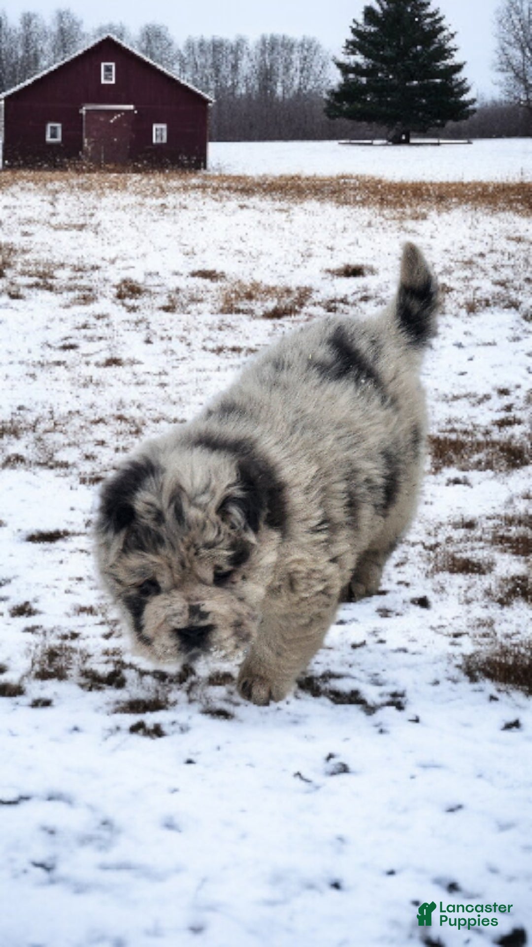 Shar Pei dogs for sale: Mabel merle mini Bear  - Ad 12