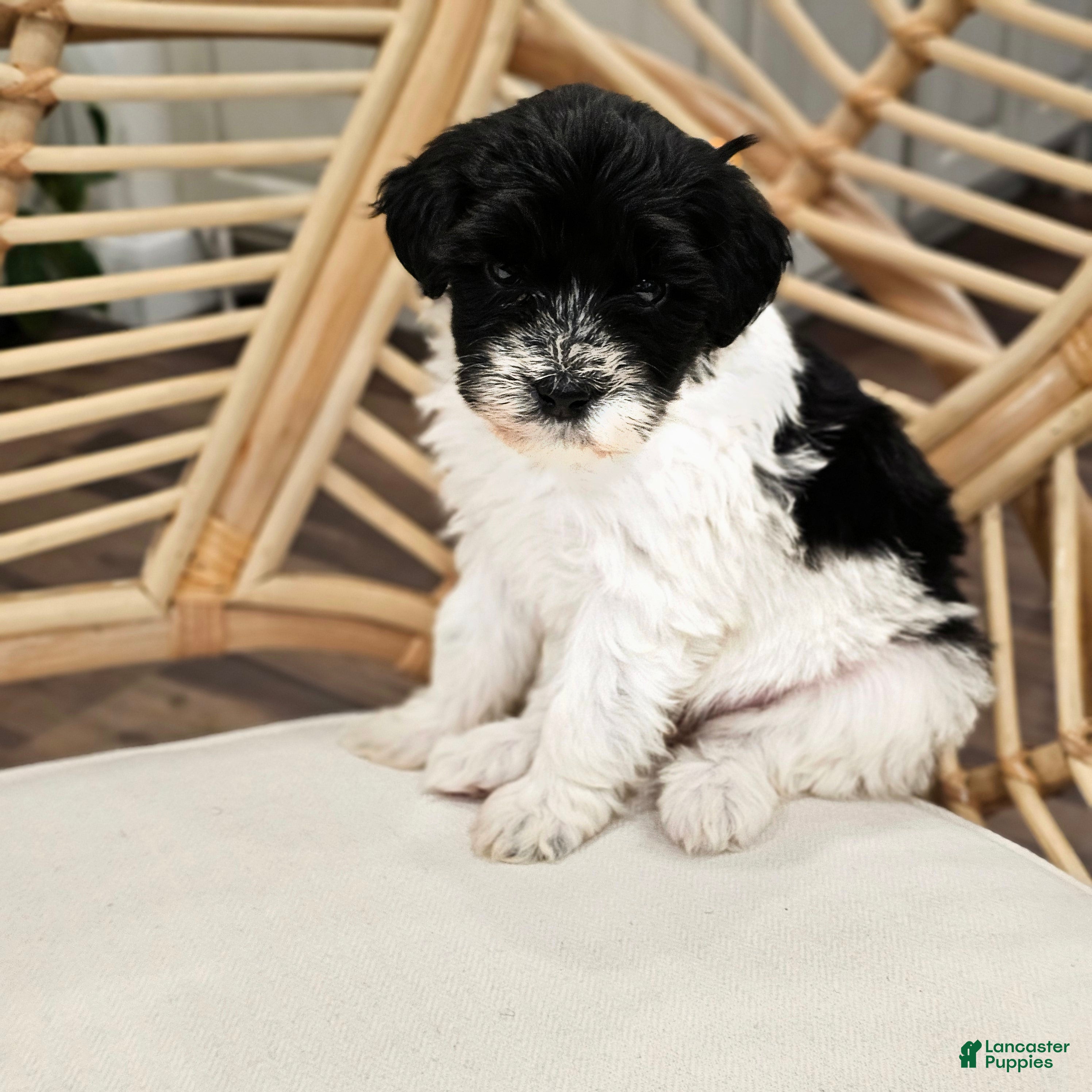 Portuguese Water Dog dogs Bailey B. 💜 - Ad 2