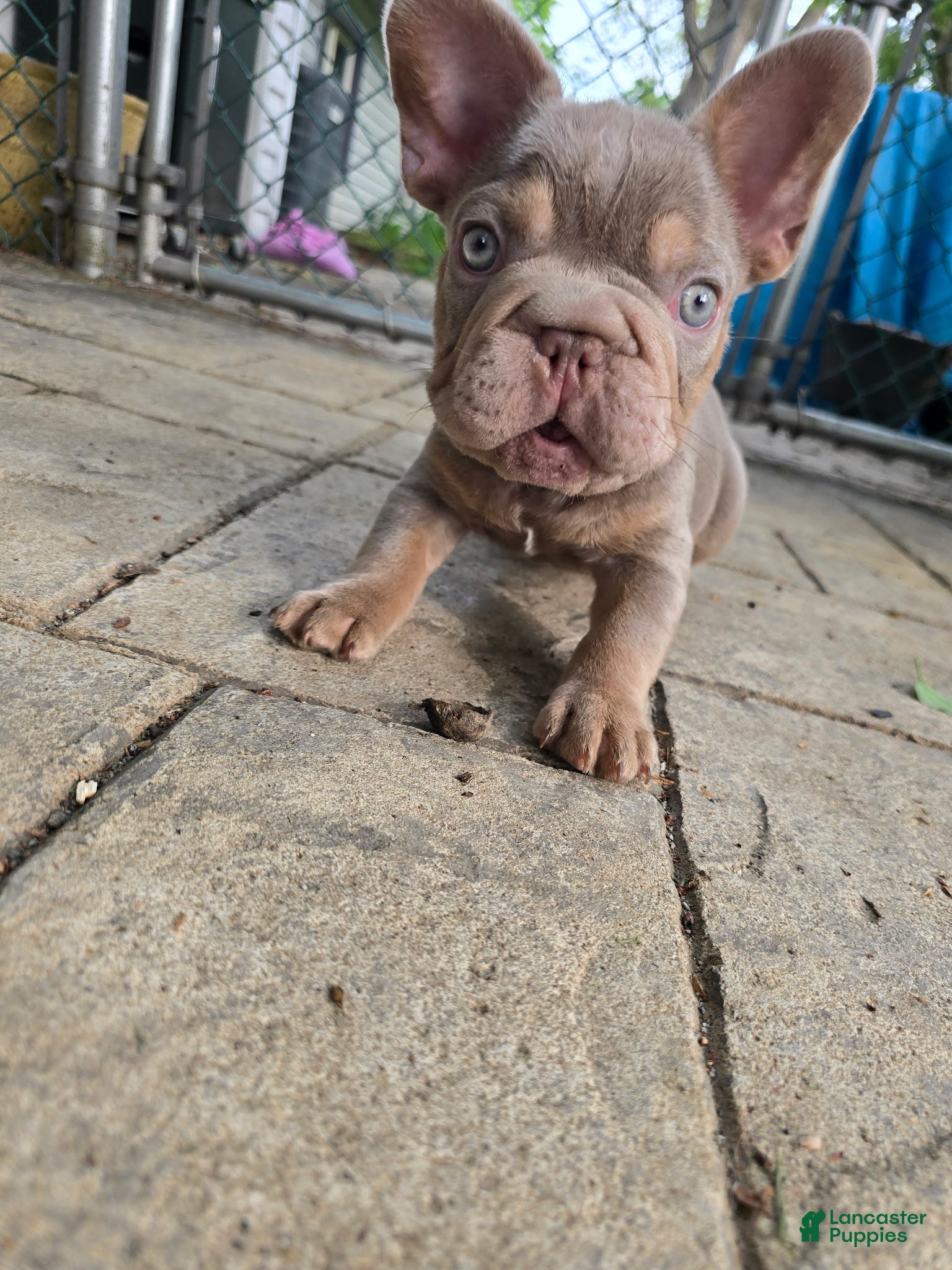 French Bulldog dogs French Bulldog Puppy 3 - Ad 14