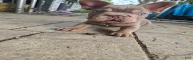French Bulldog Puppy 3