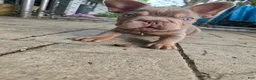 French Bulldog dogs for sale: French Bulldog Puppy 3 - Ad 1