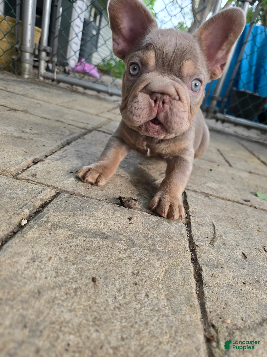 French Bulldog dogs for sale: French Bulldog Puppy 3 - Ad 1