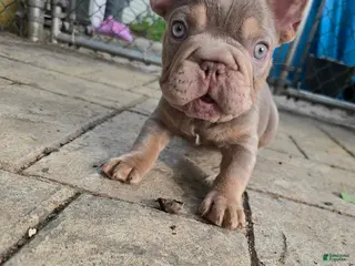 French Bulldog dogs French Bulldog Puppy 3 - Ad 14