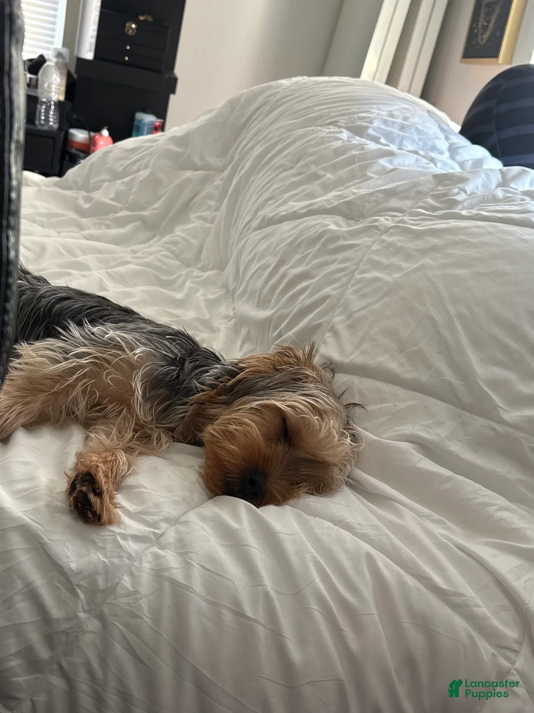 Yorkshire Terrier dogs for sale: Yorkshire Terrier Puppy 1 - Ad 5