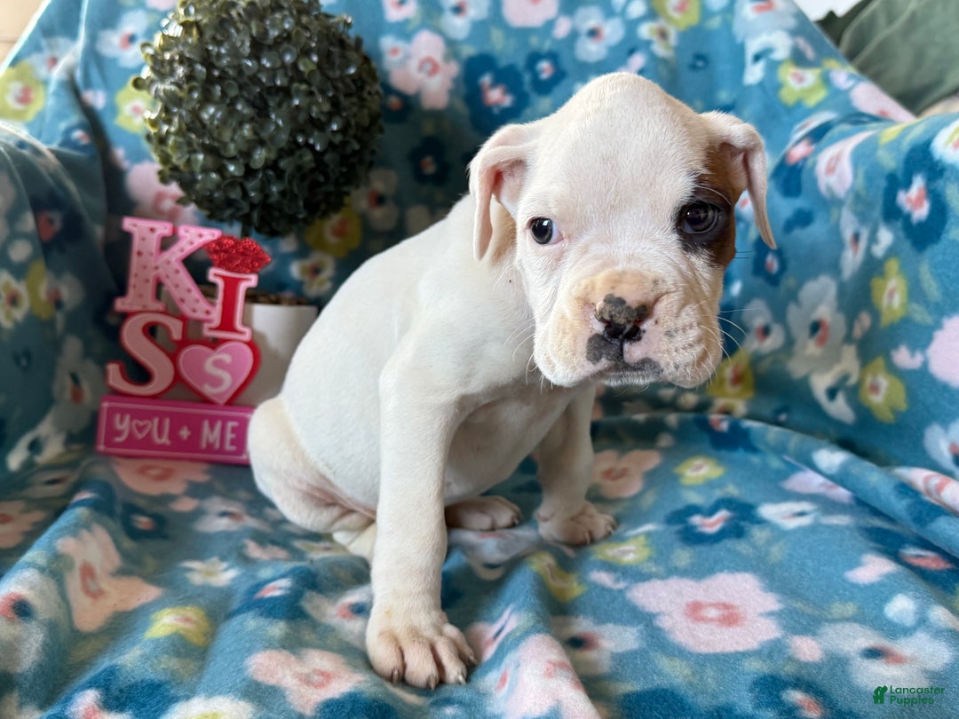 Boxer dogs for sale: Sunny  - Ad 4