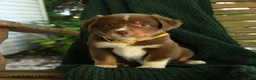 Miniature Australian Shepherd dogs for sale: Aspen - Ad 4