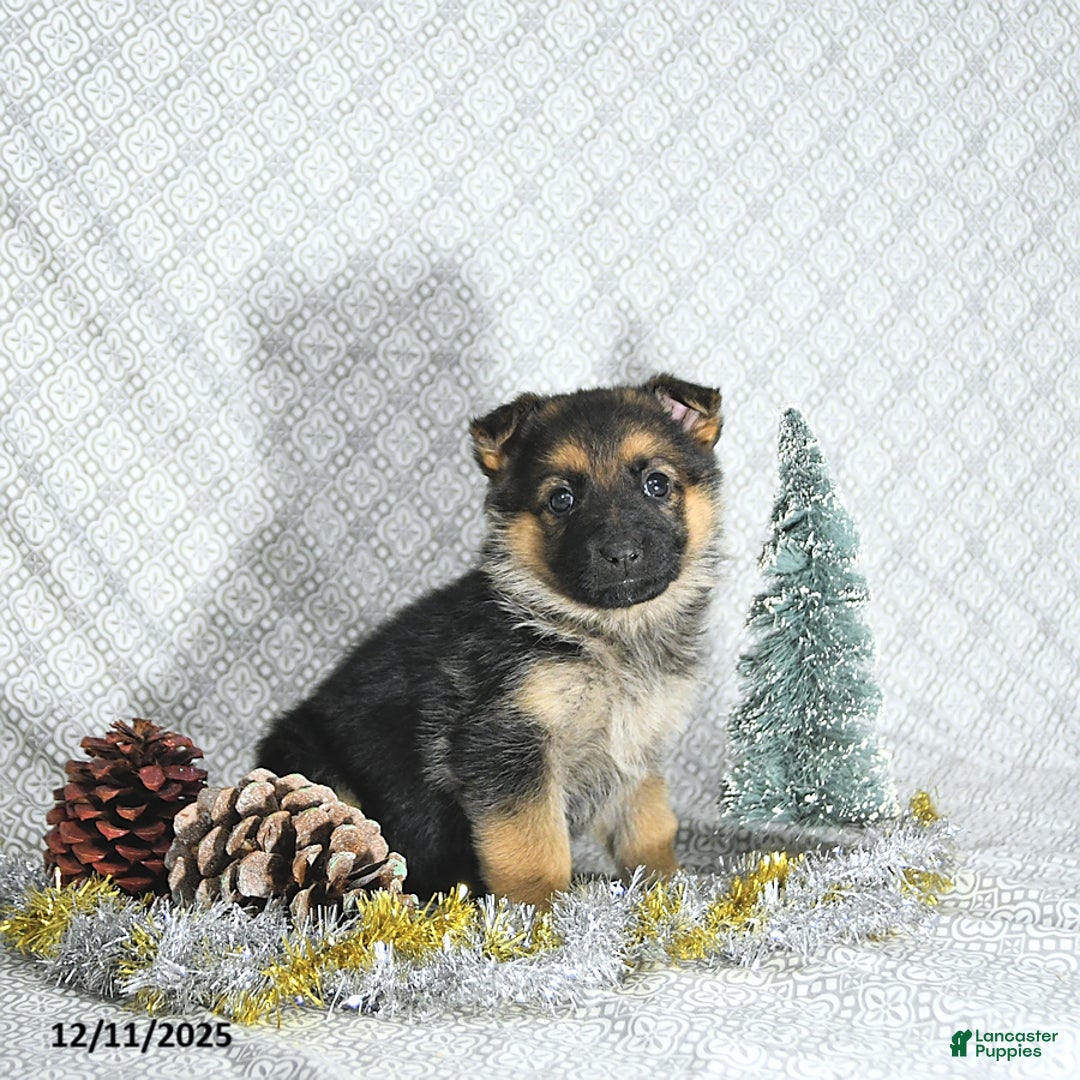 German Shepherd dogs for sale: Macey - Ad 5