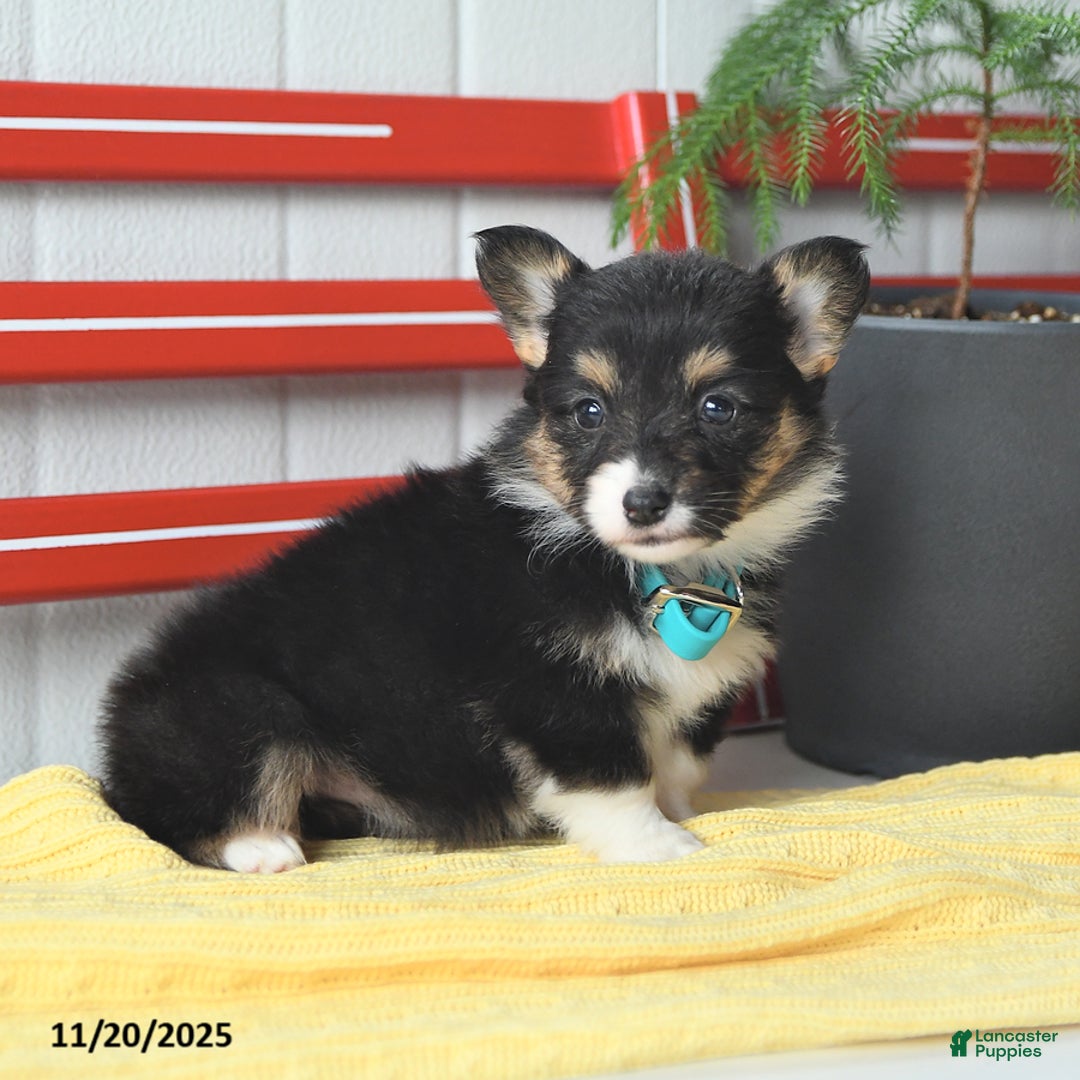 Welsh Corgi Pembroke dogs for sale: Fluffy Laffy Taffy - Ad 8