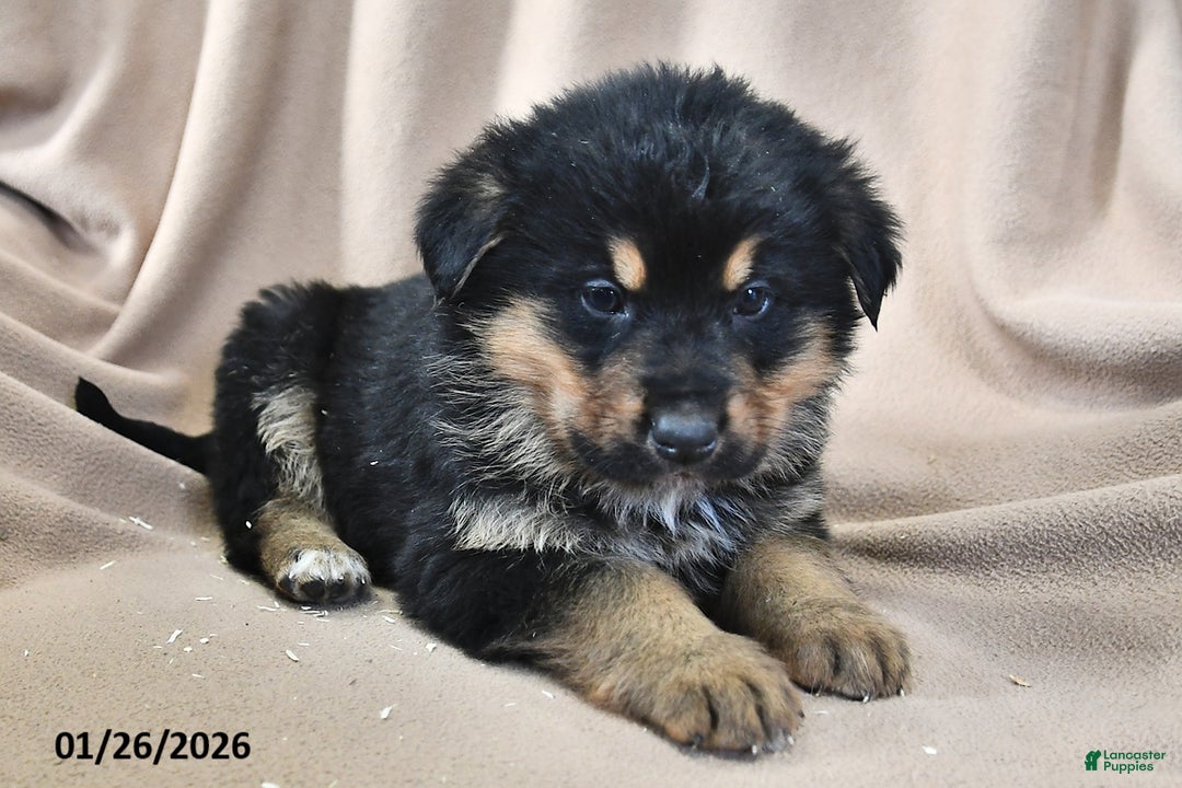 Mixed Breed dogs for sale: Cooper - Ad 4
