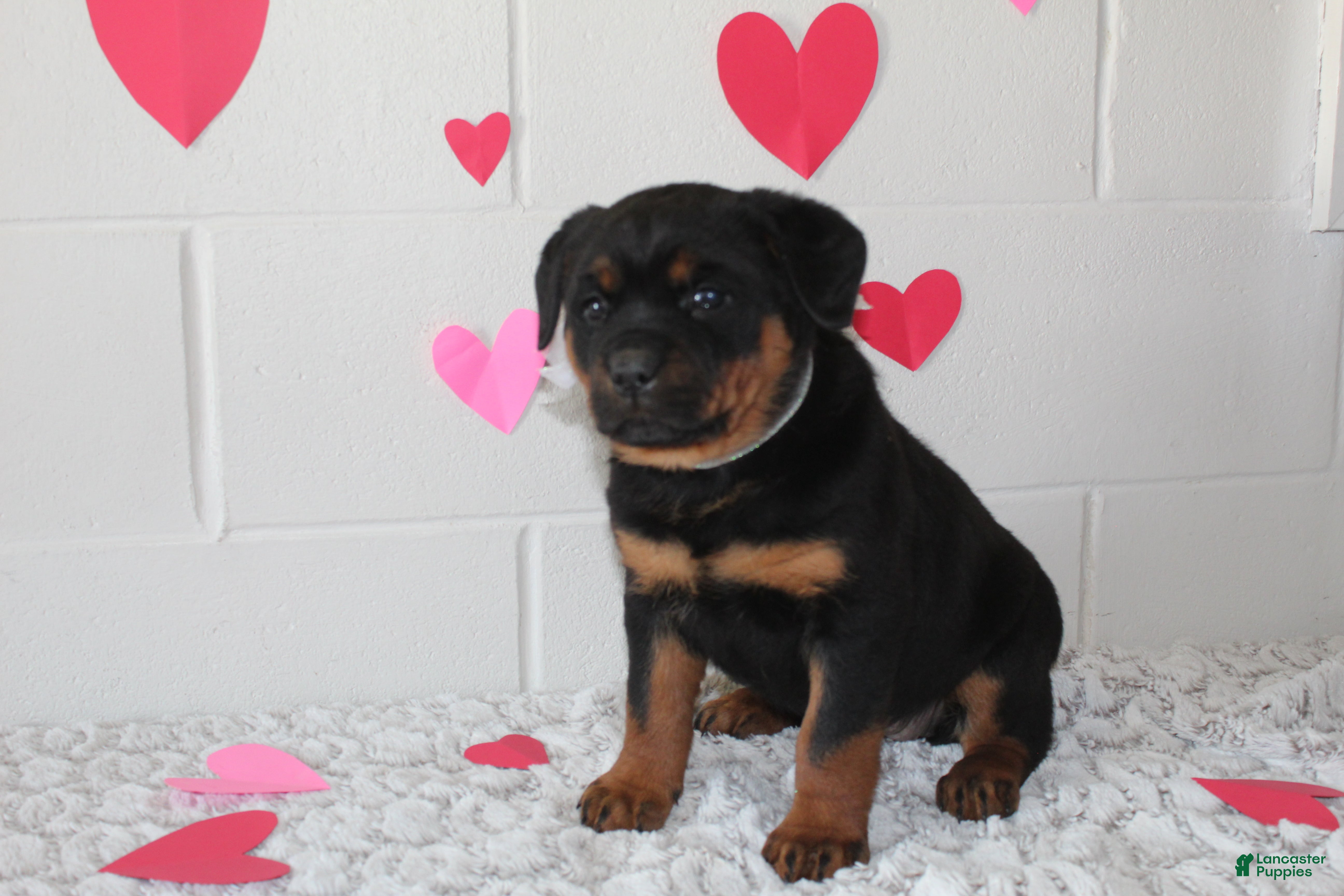 Rottweiler dogs Bella - Ad 2