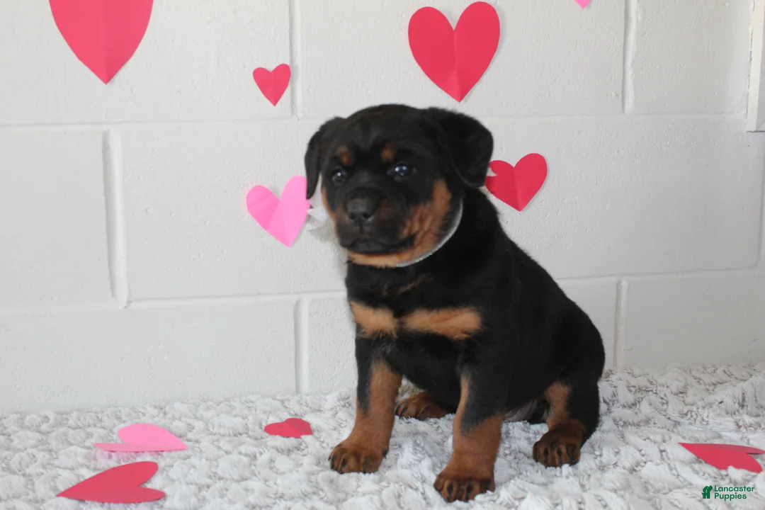 Rottweiler dogs for sale: Bella - Ad 2