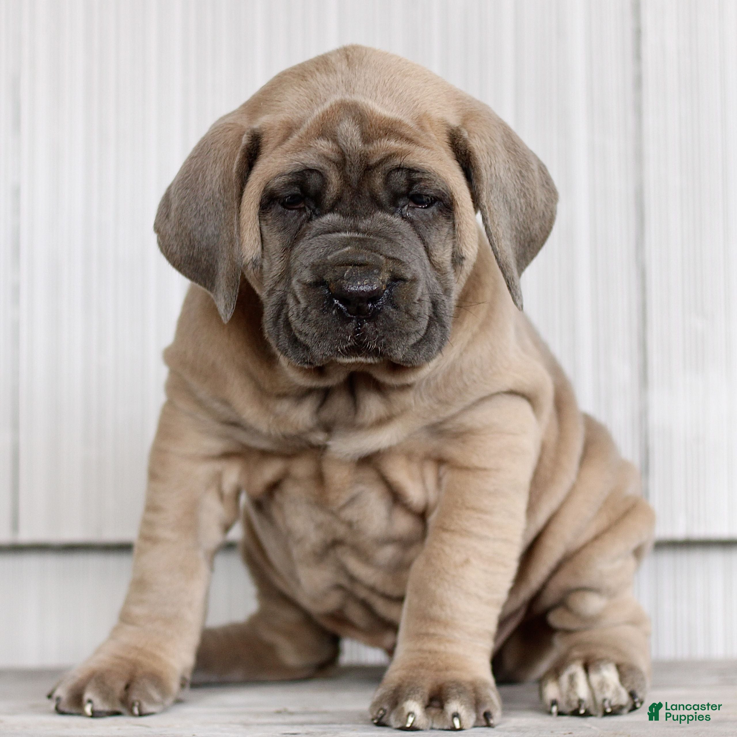 Cane Corso dogs Nova  - Ad 2