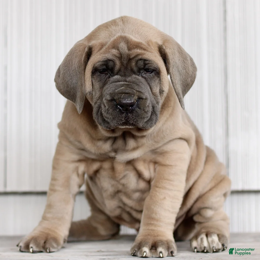 Cane Corso dogs for sale: Nova  - Ad 2