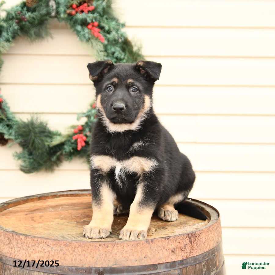 German Shepherd dogs for sale: Baxter - Ad 4