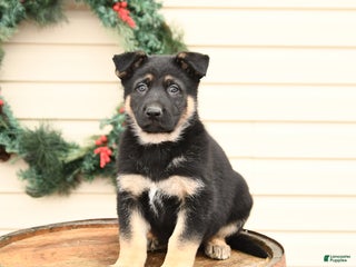 German Shepherd dogs for sale: Baxter - Ad 4