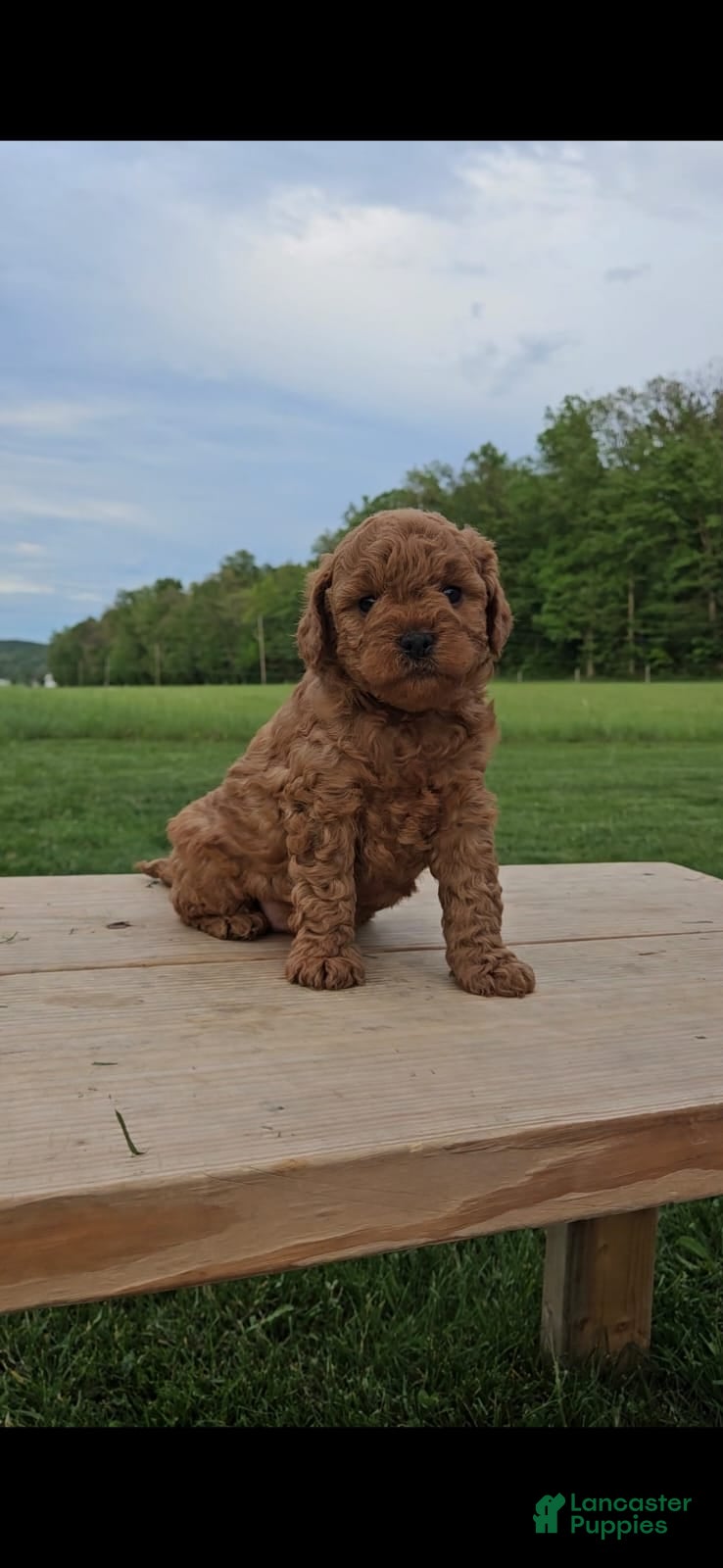 Mini Goldendoodle dogs Ranger - Ad 2