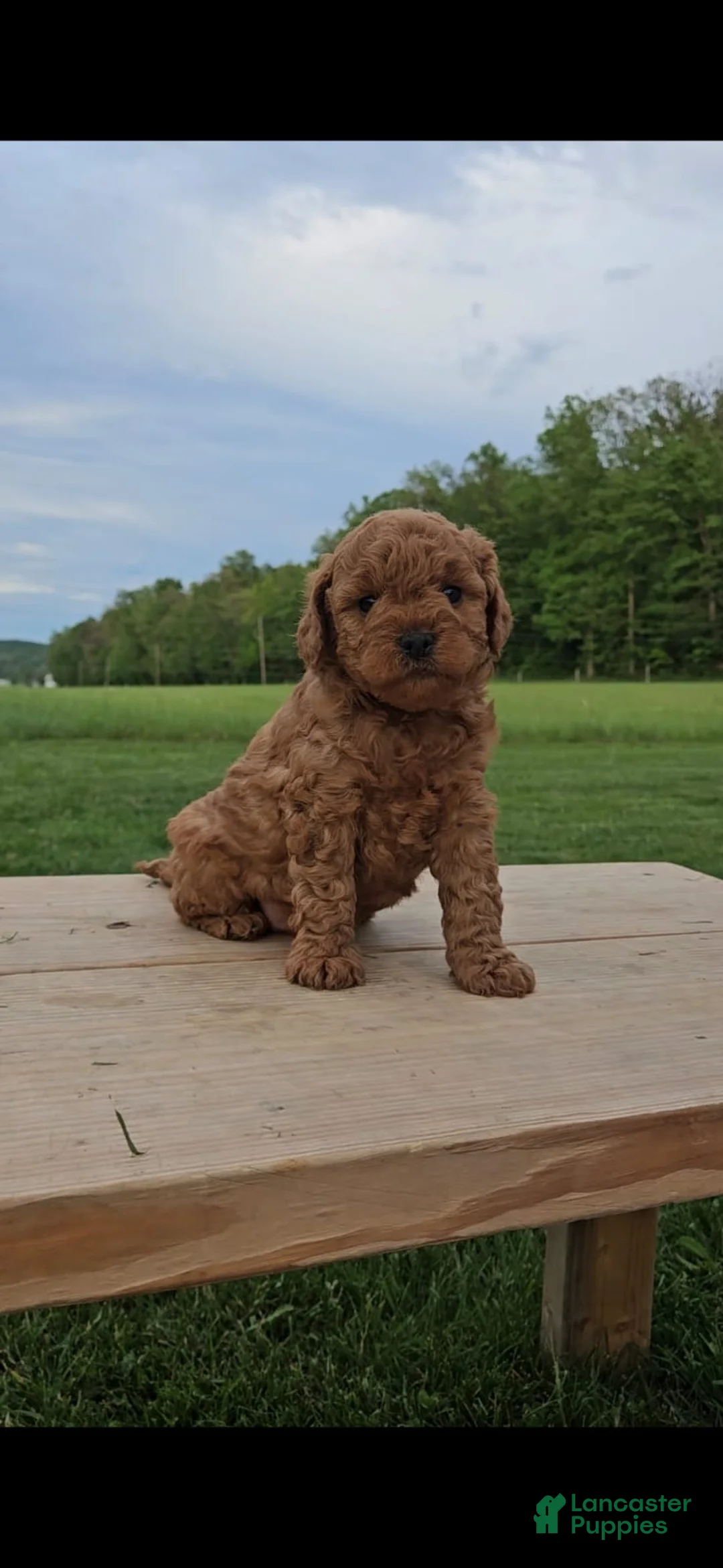 Mini Goldendoodle dogs for sale: Ranger - Ad 2