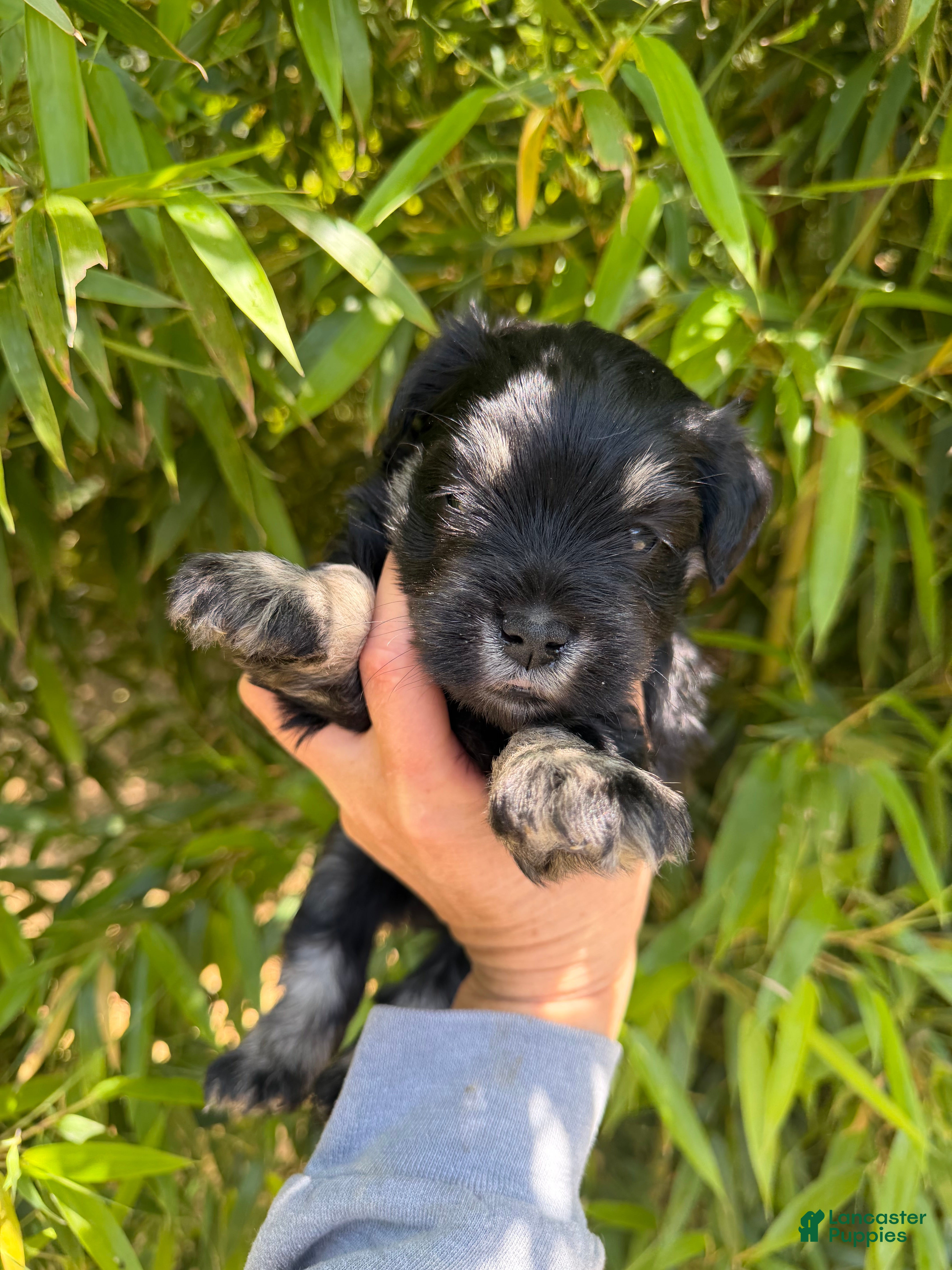 Miniature Schnauzer dogs Miniature Schnauzer Puppy 5 - Ad 26