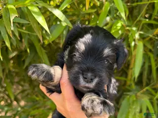 Miniature Schnauzer dogs Miniature Schnauzer Puppy 5 - Ad 32
