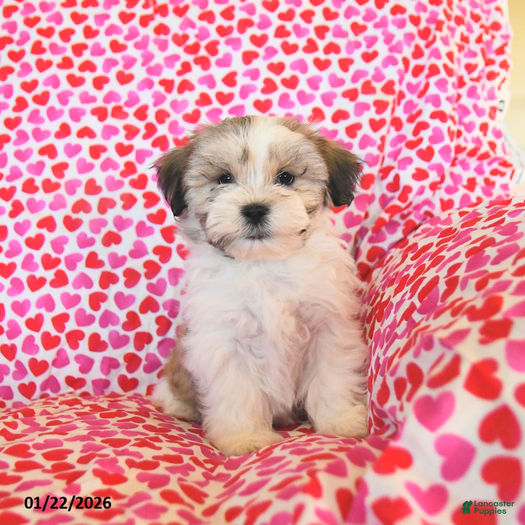 Teddy Bear dogs for sale: Racer - Ad 1