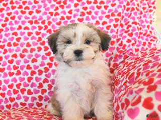 Teddy Bear dogs Racer - Ad 8