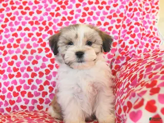 Teddy Bear dogs Racer - Ad 18