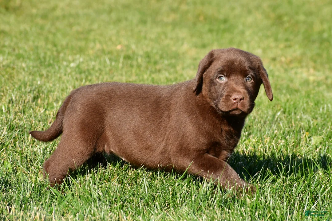 Labrador Retriever dogs for sale: Libby - Ad 15