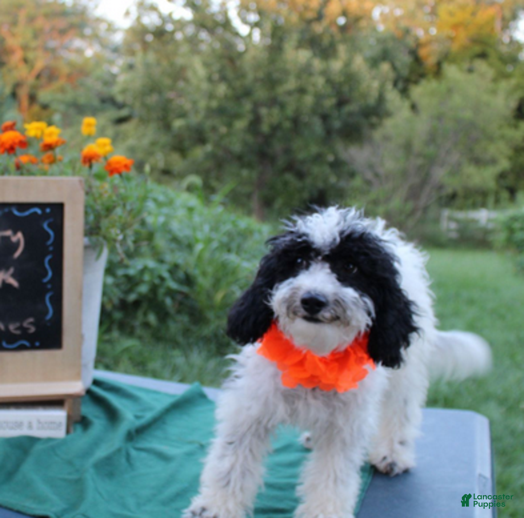 Aussiedoodle dogs for sale: Fiona - Ad 4