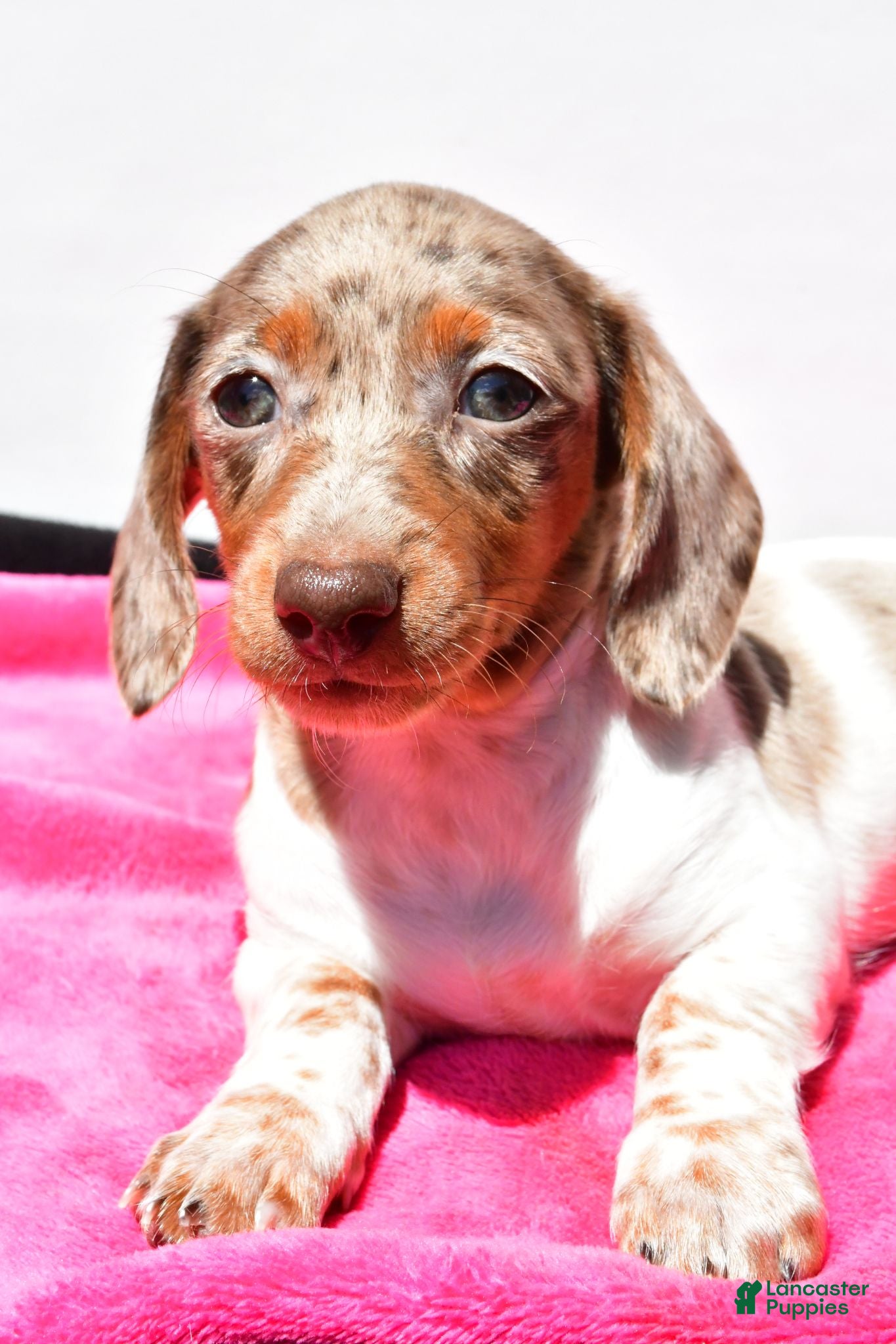 Dachshund dogs Angel - Ad 2
