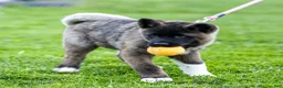 Akita dogs for sale: Fuji Akita Puppy  - Ad 6
