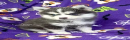 Pomsky dogs for sale: Encino - Ad 4